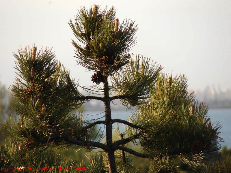 Vaivoda Vlad fotograf in Romania prim plan ramura craca copac Pin silvestru de padure eforie Sud 2007 conifer