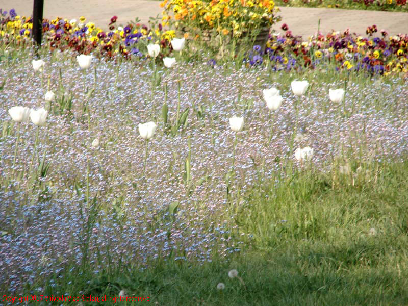 Vaivoda Vlad Stefan - fotograf in Romania fotografie lalele panselute in Parcul Herastrau Bucuresti 2007