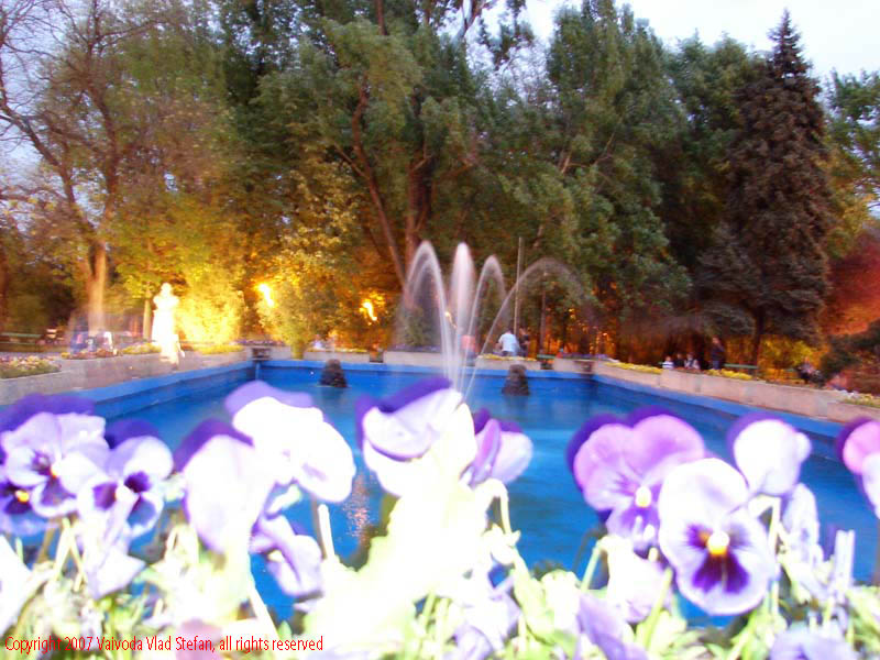 Vaivoda Vlad Stefan - fotograf in Romania flori fantana arteziana in Parcul Herastrau 2007 Bucuresti