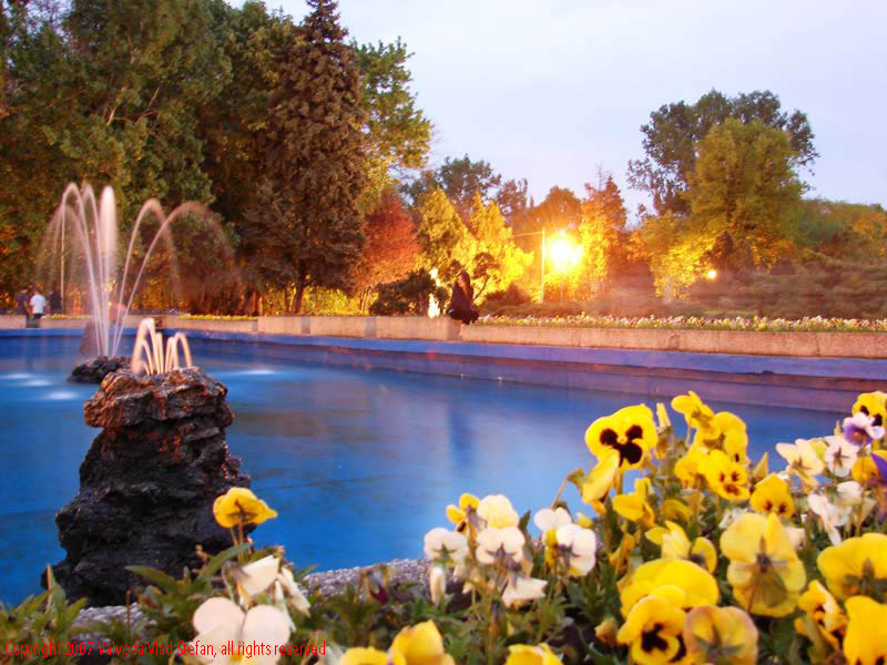 Vaivoda Vlad Stefan - fotograf in Romania panselute galbene fantana arteziana in Parcul Herastrau 2007 Bucuresti