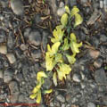 Thumbnail 2  imagini floare salcam pe asfalt Parcul Herastrau Bucuresti 2007