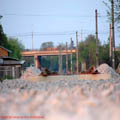 Thumbnail 21 imagini Parcul Herastrau 2007
