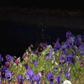 Thumbnail 24 imagini Parcul Herastrau 2007