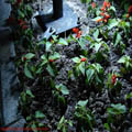 Thumbnail 25 imagini Parcul Herastrau 2007