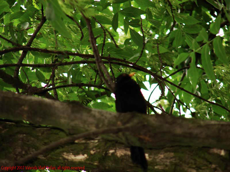 Vaivoda Vlad Stefan - fotograf in Romania mierla in copac Parcul Alexandru Ioan Cuza fost Titan Bucuresti 2007 frunze verde pasare neagra