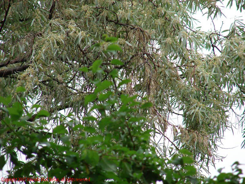 Vaivoda Vlad Stefan - fotograf in Romania flori fantana arteziana in Parcul Herastrau 2007 Bucuresti copaci in Parcul Alexandru Ioan Cuza fost Titan 2007 Bucuresti