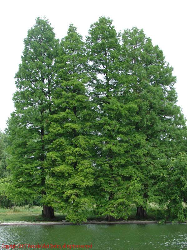 Vaivoda Vlad Stefan - fotograf in Romania trei copaci pe malul lacului lac in Parcul Alexandru Ioan Cuza fost Titan Bucuresti 2007