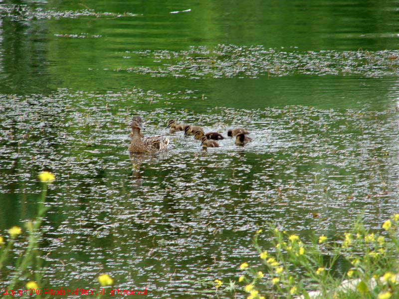 Vaivoda Vlad Stefan - fotograf in Romania rate boboci lac Parcul Alexandru Ioan Cuza fost Titan Bucuresti 2007 flori pasari salbatic verde