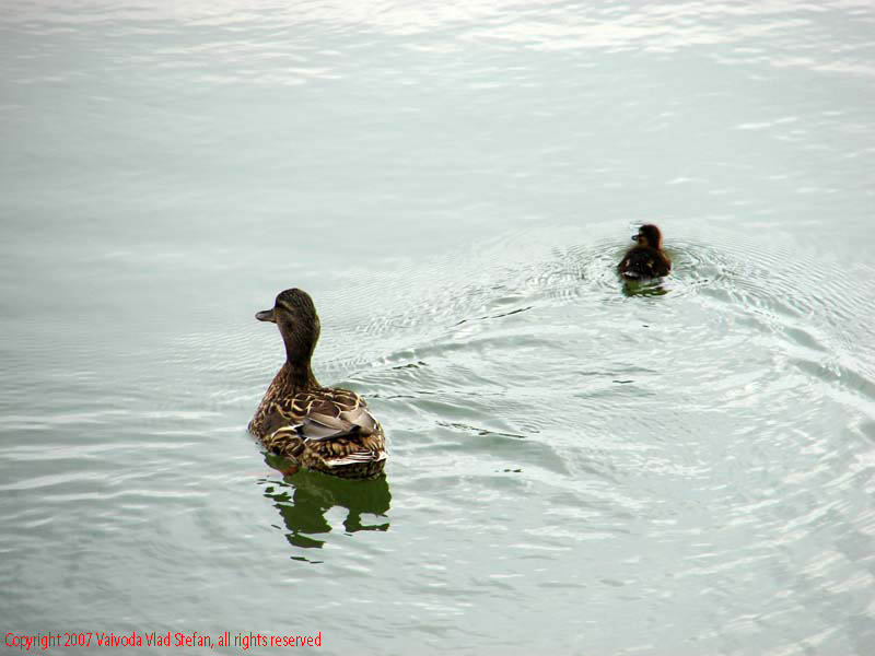 Vaivoda Vlad Stefan - fotograf in Romania rata boboc pui pasari salbatic lac Parcul Alexandru Ioan Cuza fost Titan Bucuresti 2007