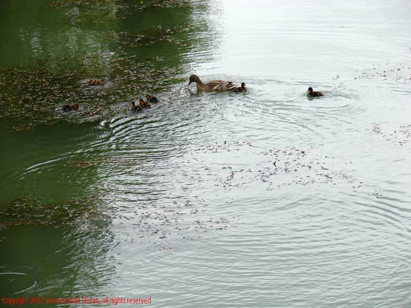 Vaivoda Vlad Stefan - fotograf in Romania rate boboci lac Parcul Alexandru Ioan Cuza fost Titan Bucuresti 2007 pasari salbatic