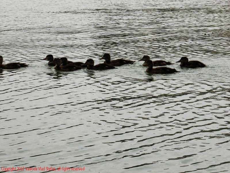 Vaivoda Vlad Stefan - fotograf in Romania sir de rate boboci lac Parcul Alexandru Ioan Cuza fost Titan Bucuresti 2007 pasari salbatic
