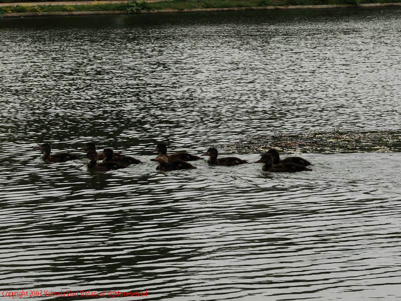 Vaivoda Vlad Stefan - fotograf in Romania sir de rate boboci lac Parcul Alexandru Ioan Cuza fost Titan Bucuresti 2007 pasari salbatic