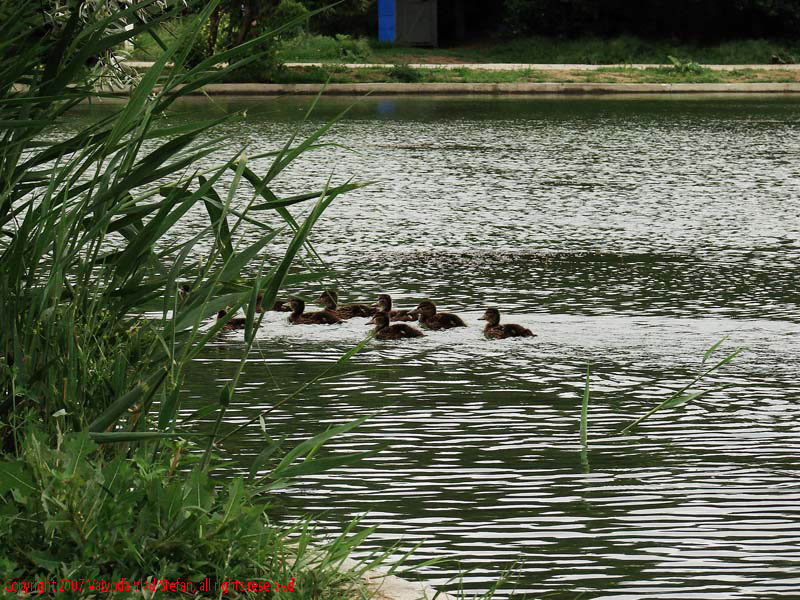 Vaivoda Vlad Stefan - fotograf in Romania sir de rate boboci lac Parcul Alexandru Ioan Cuza fost Titan Bucuresti 2007 pasari salbatic trestie verde