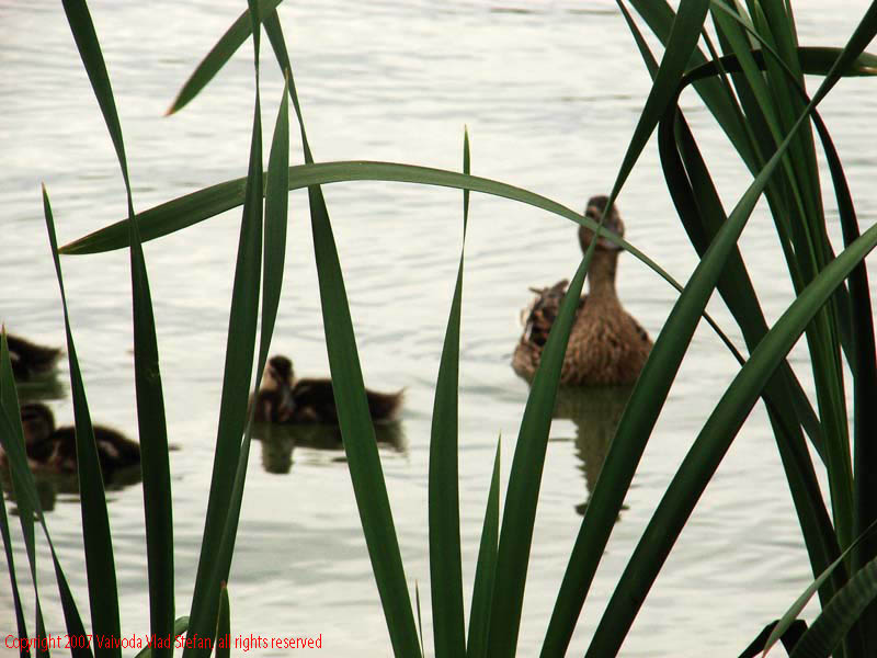 Vaivoda Vlad Stefan - fotograf in Romania sir de rate boboci lac Parcul Alexandru Ioan Cuza fost Titan Bucuresti 2007 pasari salbatic trestie verde