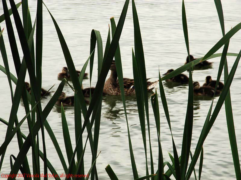 Vaivoda Vlad Stefan - fotograf in Romania sir de rate boboci lac Parcul Alexandru Ioan Cuza fost Titan Bucuresti 2007 pasari salbatic trestie verde