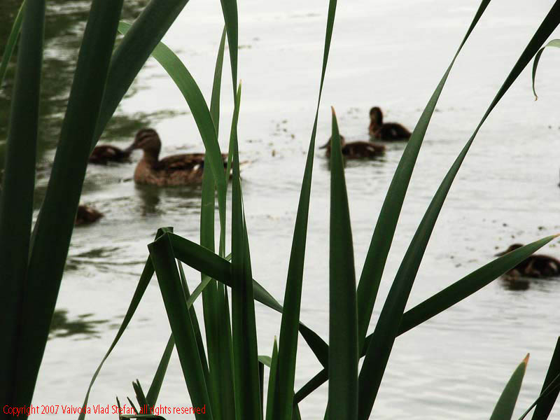 Vaivoda Vlad Stefan - fotograf in Romania sir de rate boboci lac Parcul Alexandru Ioan Cuza fost Titan Bucuresti 2007 pasari salbatic trestie verde