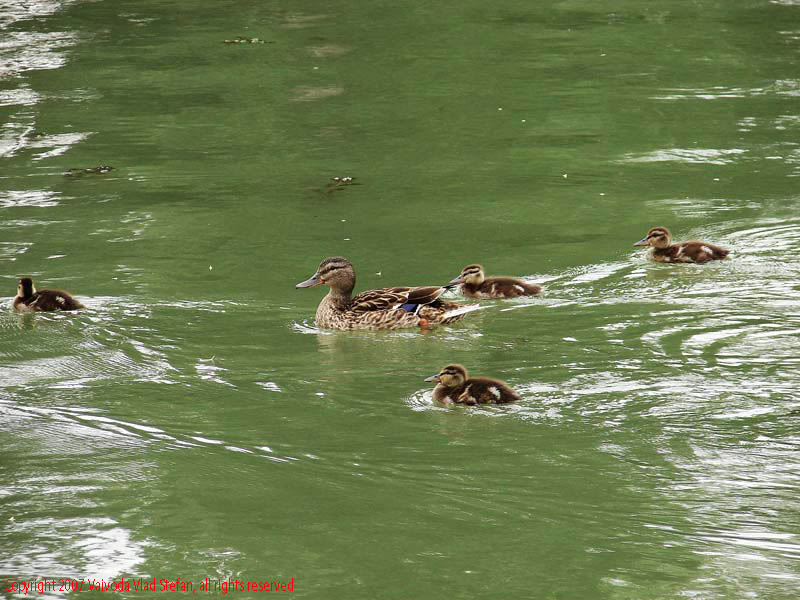 Vaivoda Vlad Stefan - fotograf in Romania sir de rate boboci lac Parcul Alexandru Ioan Cuza fost Titan Bucuresti 2007 pasari salbatic