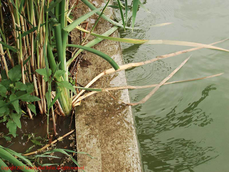 Vaivoda Vlad Stefan - fotograf in Romania mal beton lac Parcul Alexandru Ioan Cuza fost Titan Bucuresti 2007 trestie verde