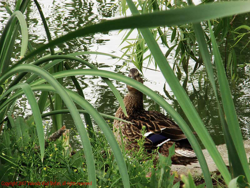 Vaivoda Vlad Stefan - fotograf in Romania rata mal lac Parcul Alexandru Ioan Cuza fost Titan Bucuresti 2007 pasari salbatice trestie verde