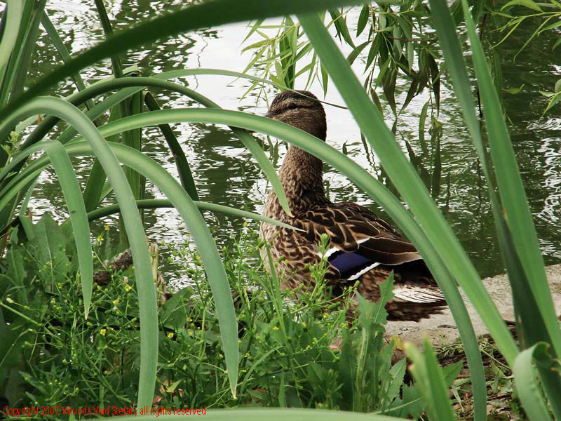 Vaivoda Vlad Stefan - fotograf in Romania rata mal lac Parcul Alexandru Ioan Cuza fost Titan Bucuresti 2007 pasari salbatice trestie verde