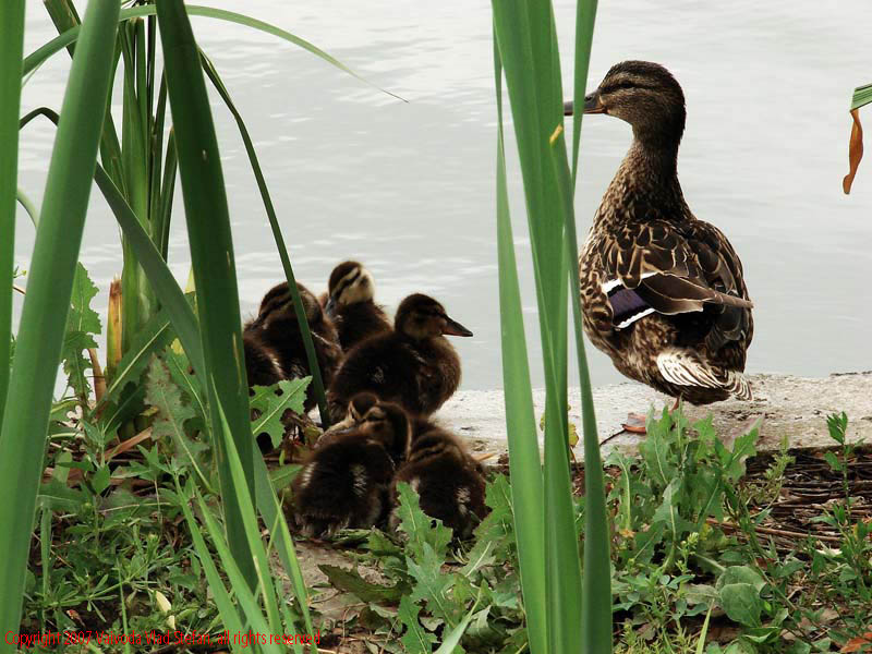 Vaivoda Vlad Stefan - fotograf in Romania rata boboci mal lac Parcul Alexandru Ioan Cuza fost Titan Bucuresti 2007 pasari salbatice trestie verde