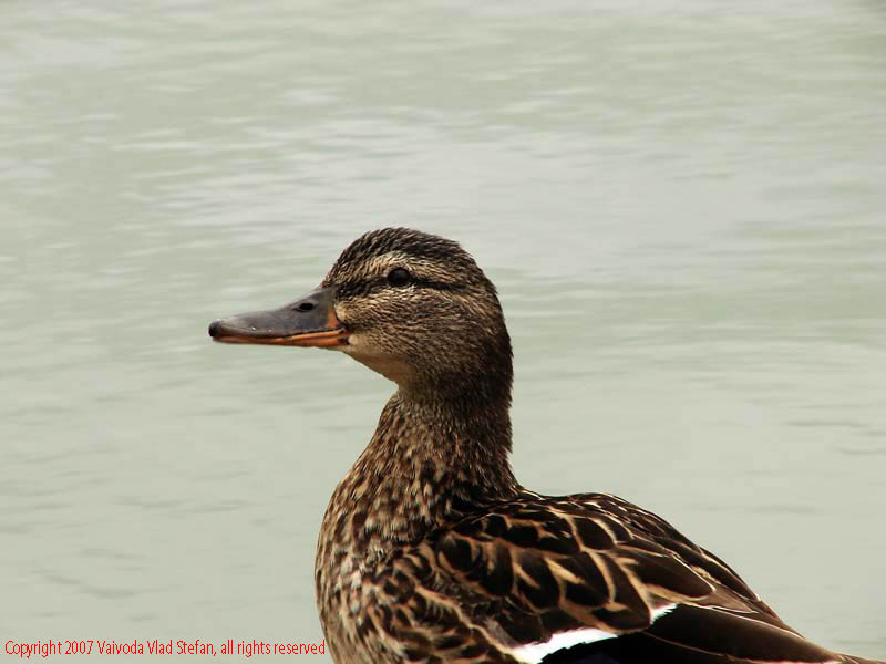 Vaivoda Vlad Stefan - fotograf in Romania prim plan rata mal lac Parcul Alexandru Ioan Cuza fost Titan Bucuresti 2007 pasari salbatice