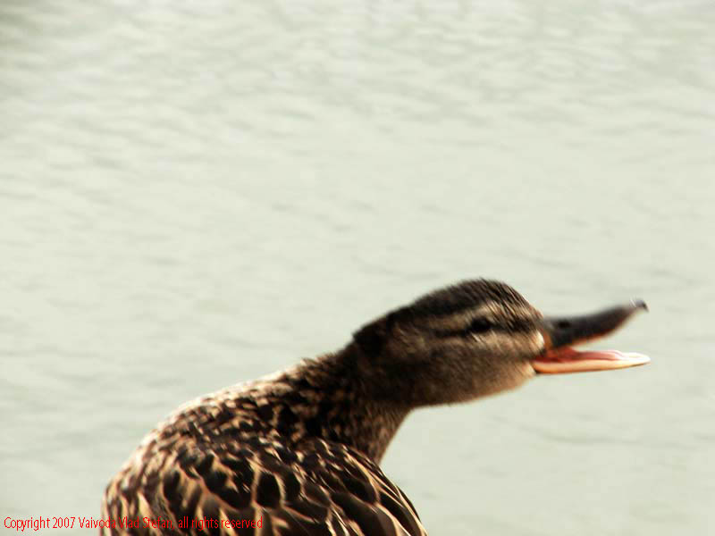 Vaivoda Vlad Stefan - fotograf in Romania prim plan rata mal lac Parcul Alexandru Ioan Cuza fost Titan Bucuresti 2007 pasari salbatice