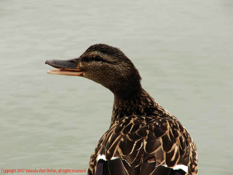 Rate boboci lac Parcul Titan 2007