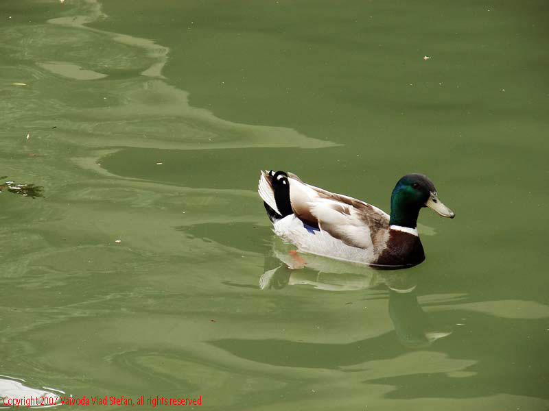 Vaivoda Vlad Stefan - fotograf in Romania rata lac Parcul Alexandru Ioan Cuza fost Titan Bucuresti 2007 pasari salbatice verde vara