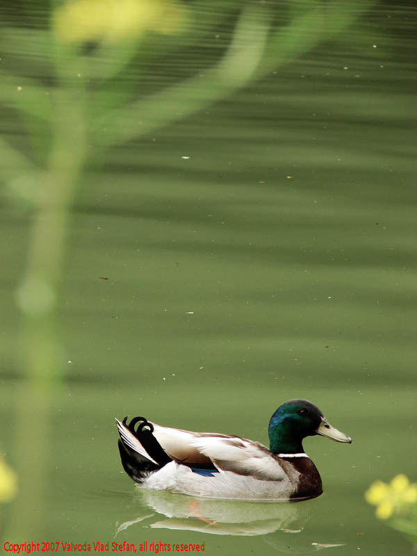 Vaivoda Vlad Stefan - fotograf in Romania rata lac Parcul Alexandru Ioan Cuza fost Titan Bucuresti 2007 pasari salbatice apa verde vara