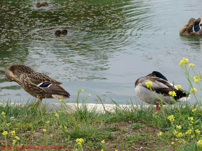 Vaivoda Vlad Stefan - fotograf in Romania rate mal beton lac Parcul Alexandru Ioan Cuza fost Titan Bucuresti 2007 pasari salbatice verde vara flori galben