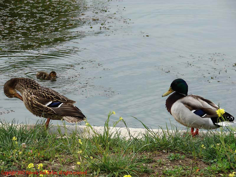 Vaivoda Vlad Stefan - fotograf in Romania rate mal beton lac Parcul Alexandru Ioan Cuza fost Titan Bucuresti 2007 pasari salbatice verde vara flori galben