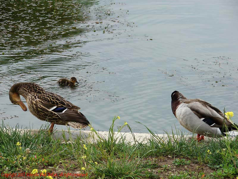 Vaivoda Vlad Stefan - fotograf in Romania rate mal beton lac Parcul Alexandru Ioan Cuza fost Titan Bucuresti 2007 pasari salbatice verde vara flori galben