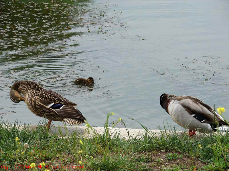Vaivoda Vlad Stefan - fotograf in Romania rate mal beton lac Parcul Alexandru Ioan Cuza fost Titan Bucuresti 2007 pasari salbatice verde vara flori galben