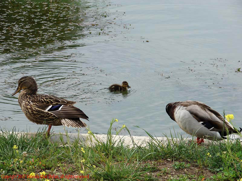 Vaivoda Vlad Stefan - fotograf in Romania rate mal beton lac Parcul Alexandru Ioan Cuza fost Titan Bucuresti 2007 pasari salbatice verde vara flori galben