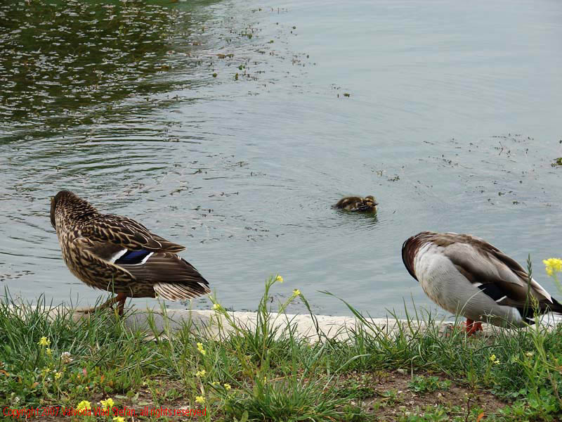 Vaivoda Vlad Stefan - fotograf in Romania rate mal beton lac Parcul Alexandru Ioan Cuza fost Titan Bucuresti 2007 pasari salbatice verde vara flori galben