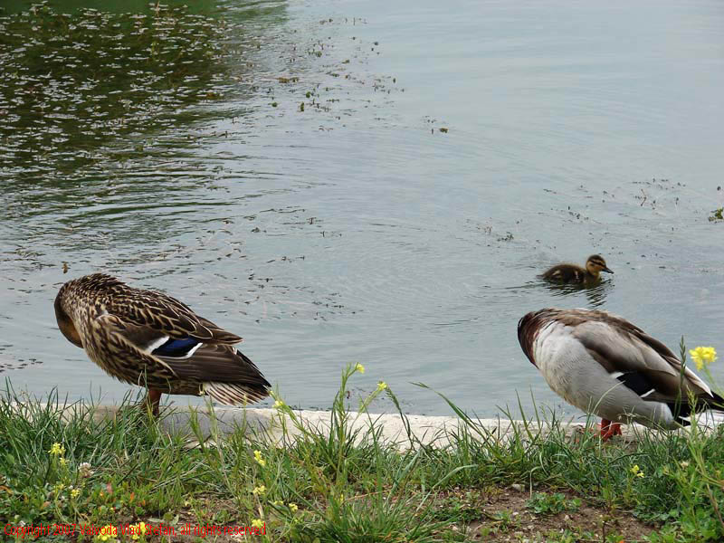 Vaivoda Vlad Stefan - fotograf in Romania rate mal beton lac Parcul Alexandru Ioan Cuza fost Titan Bucuresti 2007 pasari salbatice verde vara flori galben