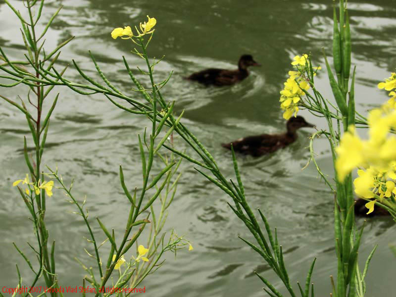 Vaivoda Vlad Stefan - fotograf in Romania boboci lac Parcul Alexandru Ioan Cuza fost Titan Bucuresti 2007 pasari salbatice verde vara flori galben