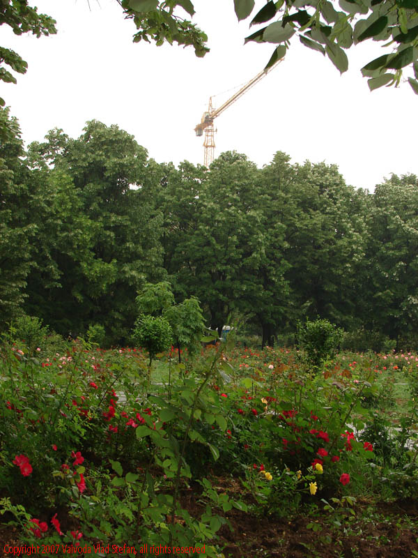Vaivoda Vlad Stefan - fotograf in Romania flori trandafiri macara copaci verde vara Parcul Alexandru Ioan Cuza fost Titan Bucuresti 2007