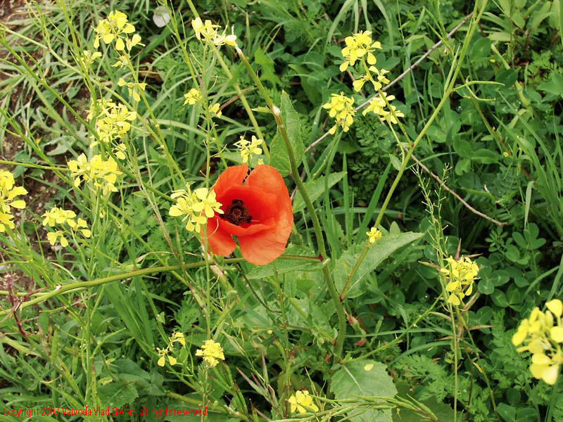 Vaivoda Vlad Stefan - fotograf in Romania prim plan flori maci mac papaver rhoeas rosu iarba verde galben Parcul Alexandru Ioan Cuza fost Titan Bucuresti 2007