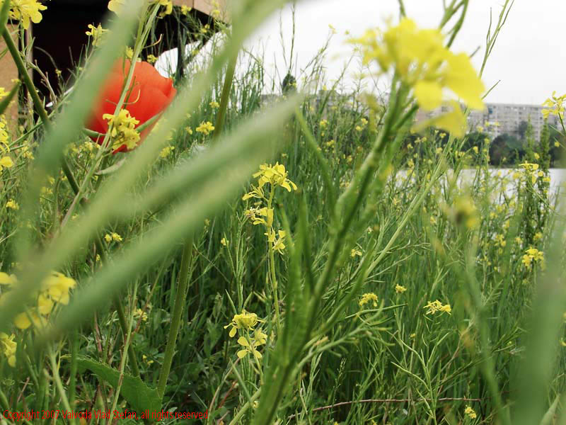 Vaivoda Vlad Stefan - fotograf in Romania prim plan flori maci mac papaver rhoeas rosu iarba verde galben Parcul Alexandru Ioan Cuza fost Titan Bucuresti 2007 fundal blocuri