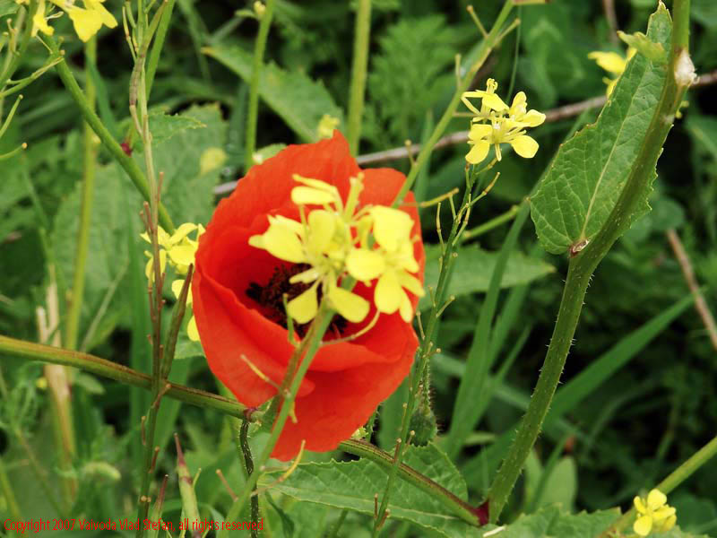 Vaivoda Vlad Stefan - fotograf in Romania prim plan flori maci mac papaver rhoeas rosu iarba verde galben Parcul Alexandru Ioan Cuza fost Titan Bucuresti 2007
