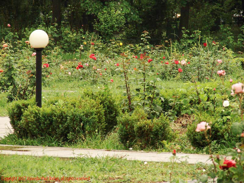 Vaivoda Vlad Stefan - fotograf in Romania prim plan flori trandafiri petale ploaie picaturi rosu roz alee iluminat public culoare frunze verde Parcul Alexandru Ioan Cuza fost Titan Bucuresti 2007