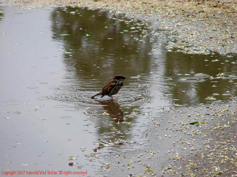 Vaivoda Vlad Stefan - fotograf in Romania alee ploaie stropi balta reflexii vara Parcul Alexandru Ioan Cuza fost Titan Bucuresti 2007 vrabie balta scaldat baie