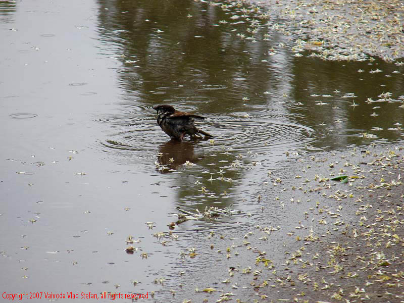 Vaivoda Vlad Stefan - fotograf in Romania alee ploaie stropi balta reflexii vara Parcul Alexandru Ioan Cuza fost Titan Bucuresti 2007 vrabie balta scaldat baie