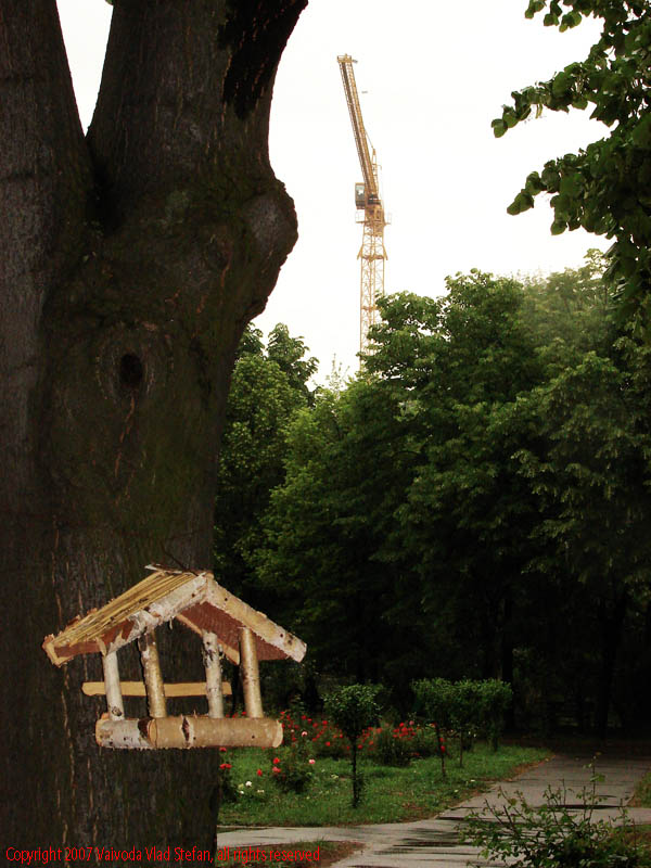 Vaivoda Vlad Stefan - fotograf in Romania alee cusca pasari trunchi copac scoarta lemn macara vegetatie verde cer Parcul Alexandru Ioan Cuza fost Titan Bucuresti 2007