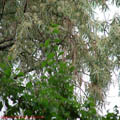 Thumbnail 2 poze galerie Parcul Titan 2007