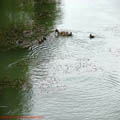 Thumbnail 14 poze galerie Parcul Titan 2007