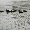 Thumbnail 15 poze galerie Parcul Titan 2007