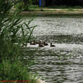 Thumbnail 17 poze galerie Parcul Titan 2007